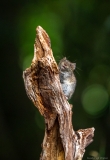 Mouse on dead wood, Netherlands